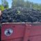 TV07 : Les vendanges avec la famille Mercier à Chassiers