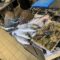 TV07 : Formation Poisson avec l’UMIH07 à Largentière