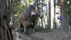 TV07 : Travaux de débardage à cheval dans la forêt communale de Banne et St Paul le Jeune