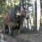TV07 : Travaux de débardage à cheval dans la forêt communale de Banne et St Paul le Jeune