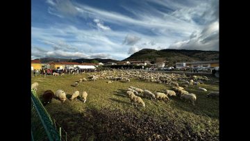 TV07 : Fête de la transhumance à Vesseaux (2024)